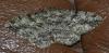Peribatodes rhomboidaria